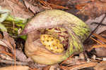 Skunk cabbage